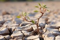 Natures alarm Cracked, dried soil in desert speaks of climate changes severity