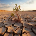 Natures alarm Cracked, dried soil in desert speaks of climate changes severity