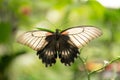 Natures angel. Tropical butterfly sit on green plant. Beautiful butterfly on natural background Royalty Free Stock Photo
