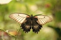 Natures angel. Tropical butterfly sit on green plant. Beautiful butterfly on natural background Royalty Free Stock Photo