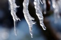 Natures artistry icicles hanging gracefully from frost covered tree branches