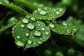 Natures artistry raindrops bedeck the fresh, emerald carpet of grass