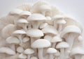 Natures Beauty: Close-Up Yokochi Mushroom Growth on White