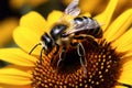 Natures beauty Closeup bumblebee on a sunflower