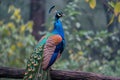 Natures beauty a peacock displays its grandeur on a tree