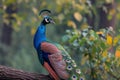 Natures beauty a peacock displays its grandeur on a tree