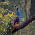 Natures beauty a peacock displays its grandeur on a tree