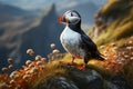 Natures beauty A puffin Fratercula arctica thrives in its habitat