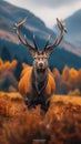 Natures beauty Red deer stag in the Scottish fall season