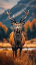 Natures beauty Red deer stag in the Scottish fall season