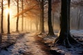 Natures beauty shines through in a beech tree filled winter forest