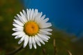 Natures beauty vibrant daisy shines against blue backdrop Royalty Free Stock Photo