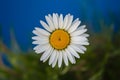 Natures beauty vibrant daisy shines against blue backdrop Royalty Free Stock Photo