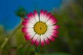 Natures beauty vibrant daisy shines against blue backdrop