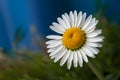 Natures beauty vibrant daisy shines against blue backdrop