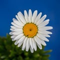 Natures beauty vibrant daisy shines against blue backdrop