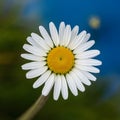 Natures beauty vibrant daisy shines against blue backdrop