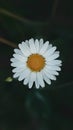 Natures beauty vibrant daisy shines against blue backdrop