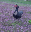 Natures birds duck spring