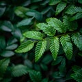 Natures bounty Abundant leaves thrive during the rainy season