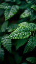 Natures bounty Abundant leaves thrive during the rainy season