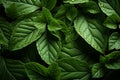 Natures canvas detailed leaf texture in a greenery top view