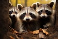 Natures comedians funny raccoons in a bustling autumn forest