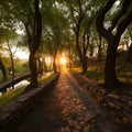 Natures embrace Sunset lit alley, a serene forest path journey