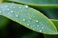 Natures freshness Eucalyptus leaf captures morning dews beauty and purity