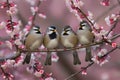 Natures gathering four birds perched on branch amidst pink blossoms