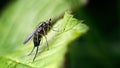 Natures Green, One of the Long-legged Flies, Dolichopus popularis on leaf