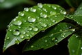 Natures moment water drop on leaf