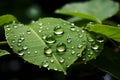 Natures moment water drop on leaf