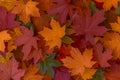 Natures palette Maple leaves in red, orange, and green tones Royalty Free Stock Photo