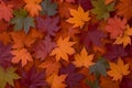 Natures palette Maple leaves in red, orange, and green tones Royalty Free Stock Photo