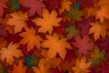 Natures palette Maple leaves in red, orange, and green tones Royalty Free Stock Photo