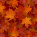 Natures palette Maple leaves in red, orange, and green tones Royalty Free Stock Photo