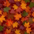 Natures palette Maple leaves in red, orange, and green tones Royalty Free Stock Photo