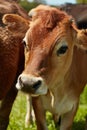 Natures perfect lawnmower. a herd of dairy cows standing in a green pasture. Royalty Free Stock Photo