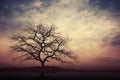 Natures poetry, bare tree silhouette stands against the twilight sky