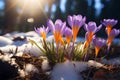 Natures revival First spring crocuses bloom in snowy forest, copy space