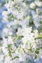 Natures spring Bouqet Flowering Crab Apple Tree Royalty Free Stock Photo