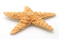 Natures Starfish Royalty Free Stock Photo