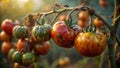 Natures Transformation A CloseUp Look at Overripe Tomatoes on the Vine Exhibiting the Natural Cycle of Decay and