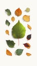 Natures vibrant palette beautiful leaves isolated on white background