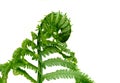 Natures Wonder Spring Time Fresh Fern Beggining