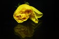 Yellow Rose