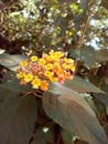 Naturist bundle flower