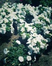 Naturl white flowers beautyfull view. Tha green Tree Royalty Free Stock Photo