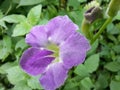 Naturl Wild Flower Of Sri lanka Royalty Free Stock Photo